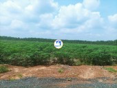  Dầu Tiếng, Bình Dương 