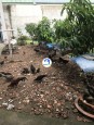 ĐẤT KDC SÁT ĐƯỜNG CHÍNH THẠNH XUÂN 22 - PHƯỜNG THẠNH XUÂN - QUẬN 12 - GÍA TỐT Quận 12, Hồ Chí Minh