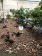 ĐẤT KDC SÁT ĐƯỜNG CHÍNH THẠNH XUÂN 22 - PHƯỜNG THẠNH XUÂN - QUẬN 12 - GÍA TỐT Quận 12, Hồ Chí Minh